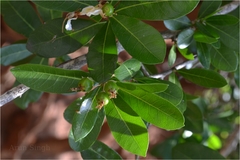 Hugonia mystax